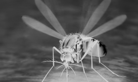 Come difendersi dalle zanzare in modo naturale